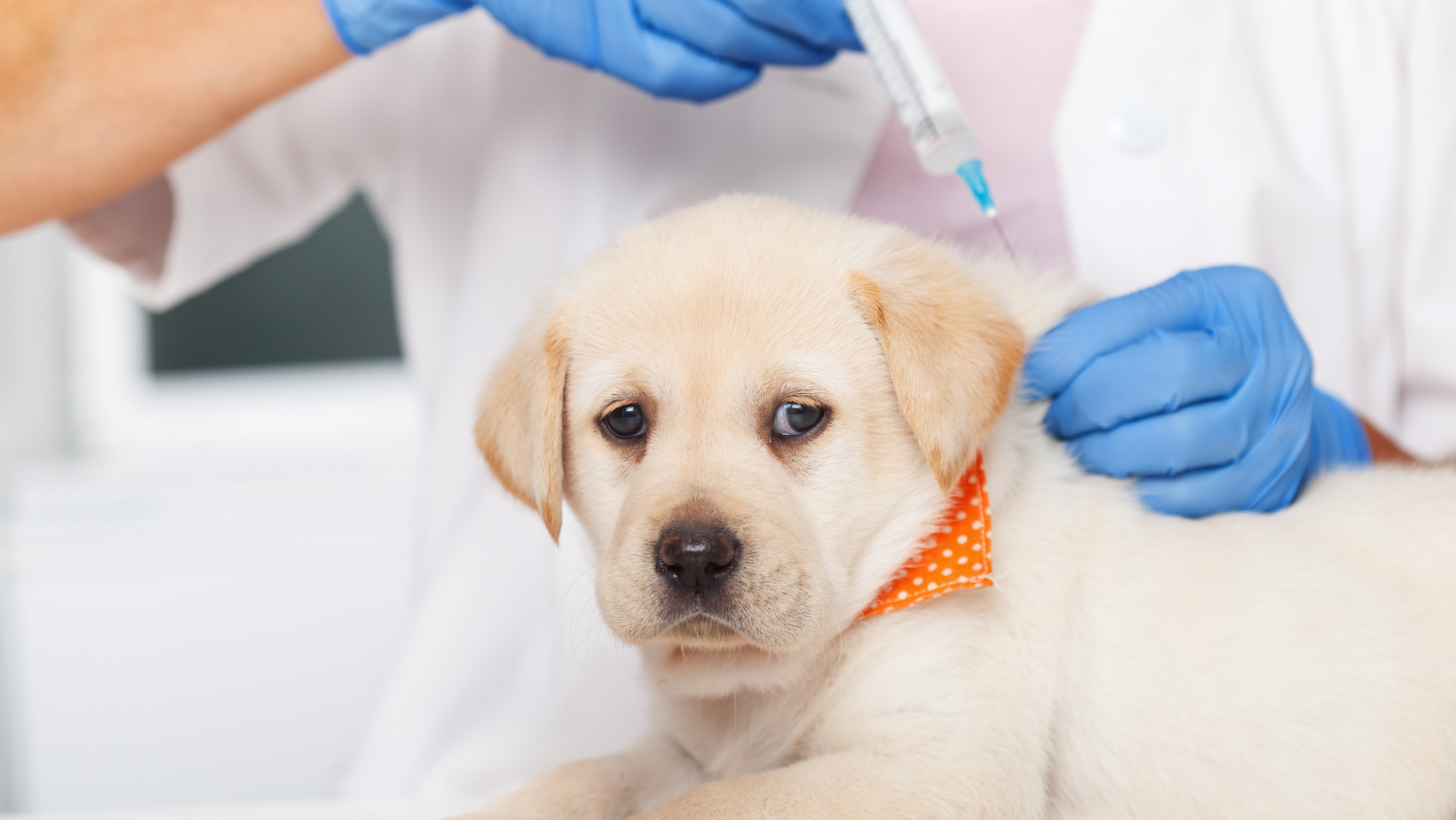 How Does the Vet Treat Vaccine Reaction?