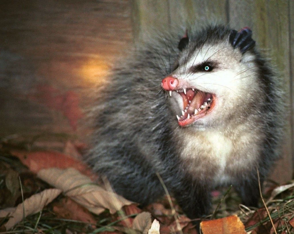 Possums' Reactions to Threats or Attacks