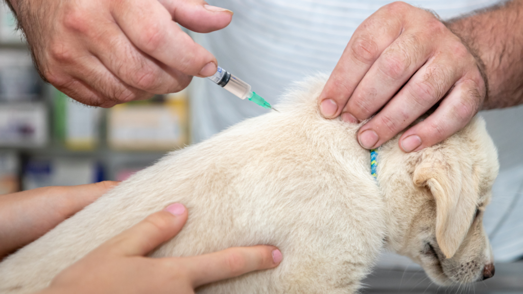 Puppy Yelping After Getting the Vaccination Shot? Here is What Everyone Needs to Know