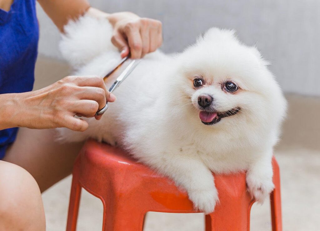 Regular grooming of your pet