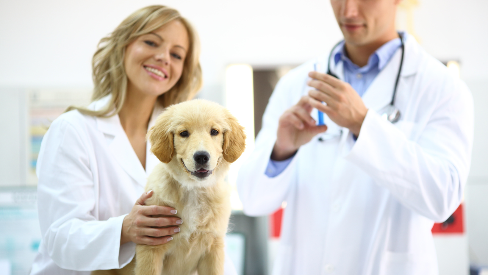 Tips to Help Your Puppy in Case of Pain After Vaccination Shots