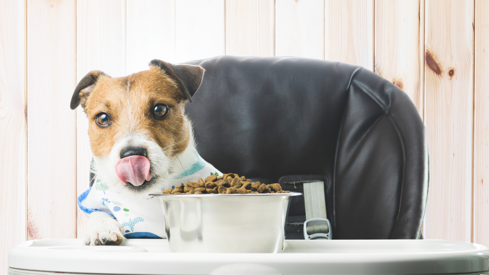 Ways To Prevent Your Dog From Overeating Dry Food