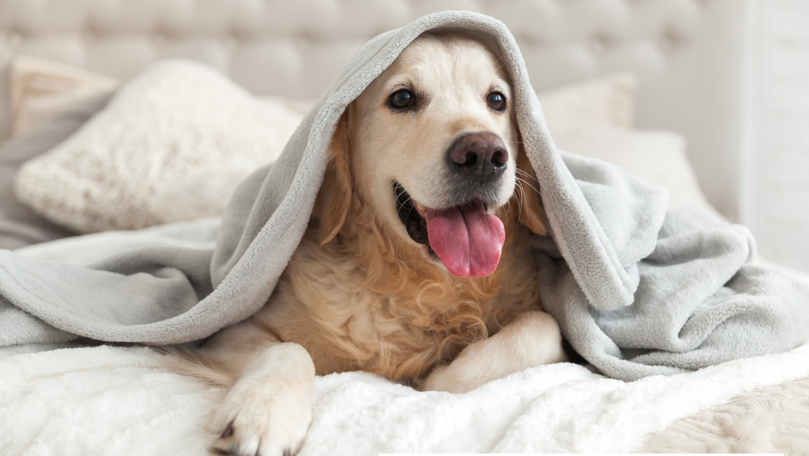 When Should I be Concerned About My Pet's Blanket Nibbling?