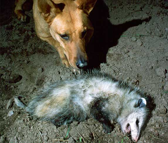 When Your Dog Kills a Possum, What Should You Do
