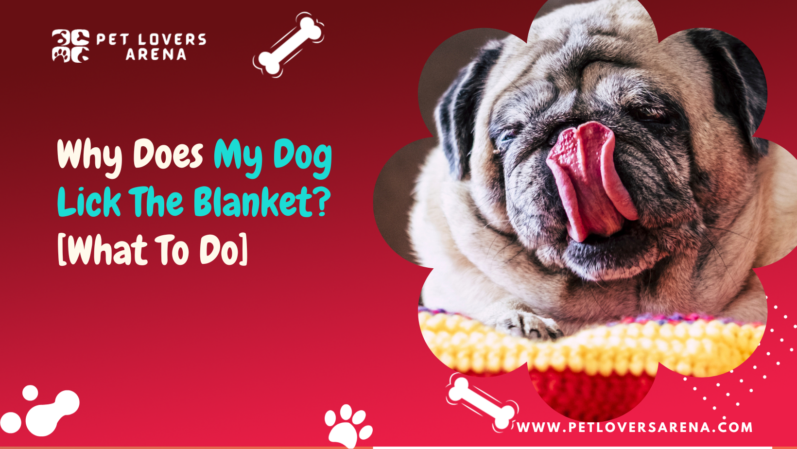 Why Does My Dog Lick The Blanket?