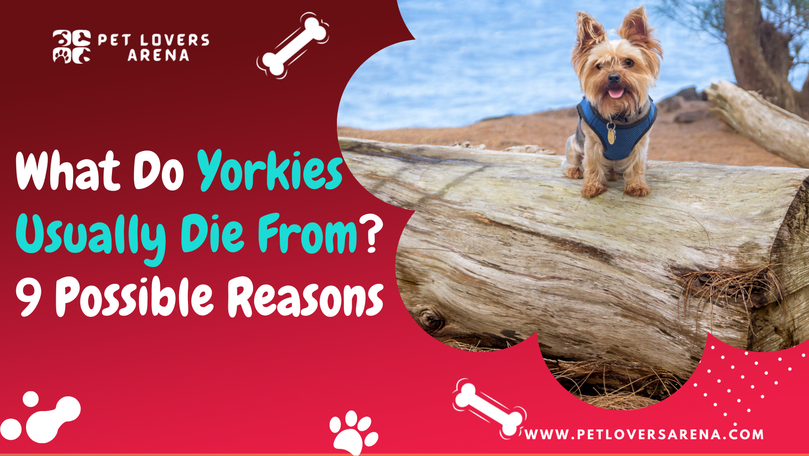 what do yorkies usually die from