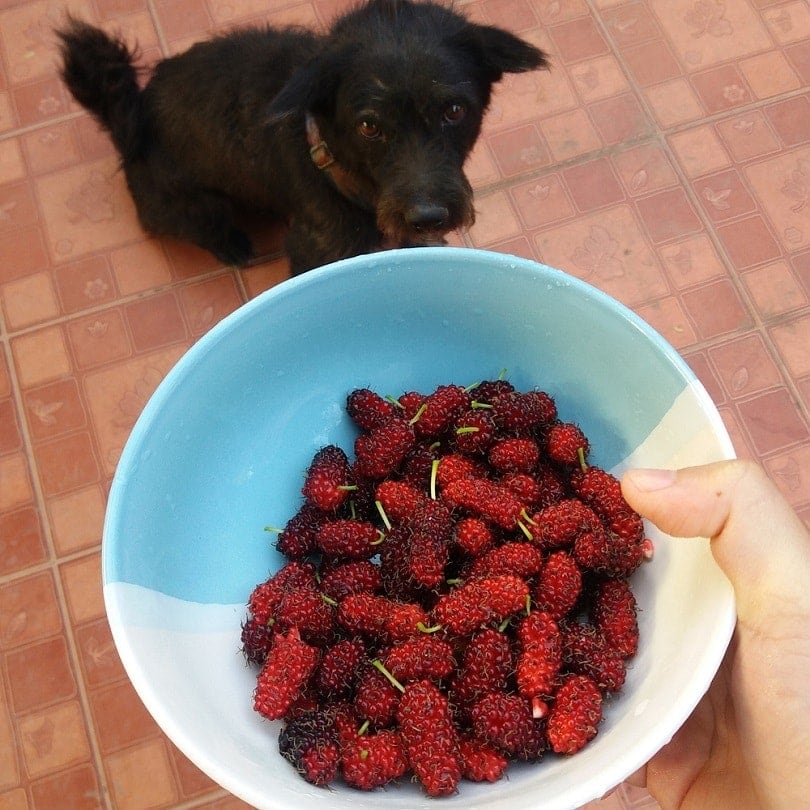 Can Dogs Safely Eat Mulberries