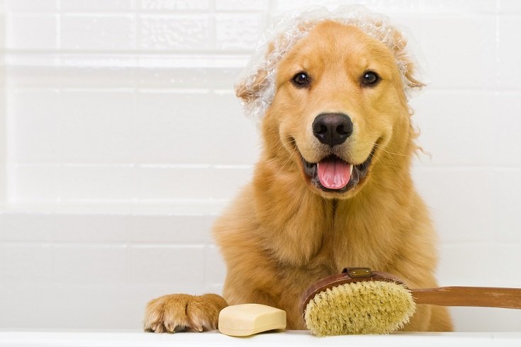 Can I Use Cat Shampoo on a Dog