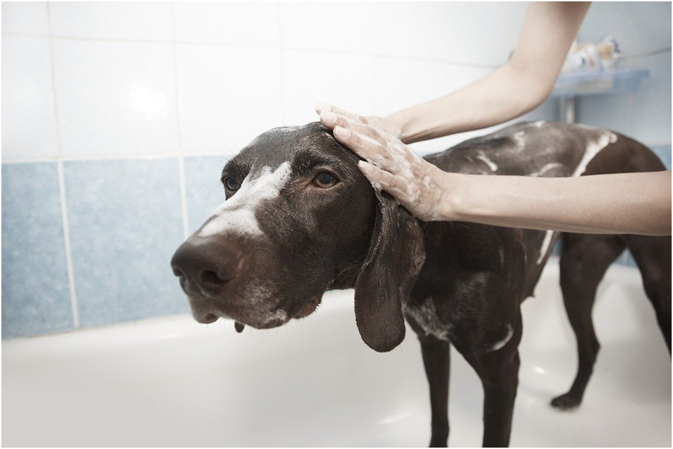 Can I Use Cat Shampoo on a Dog Things You Should Need to Know