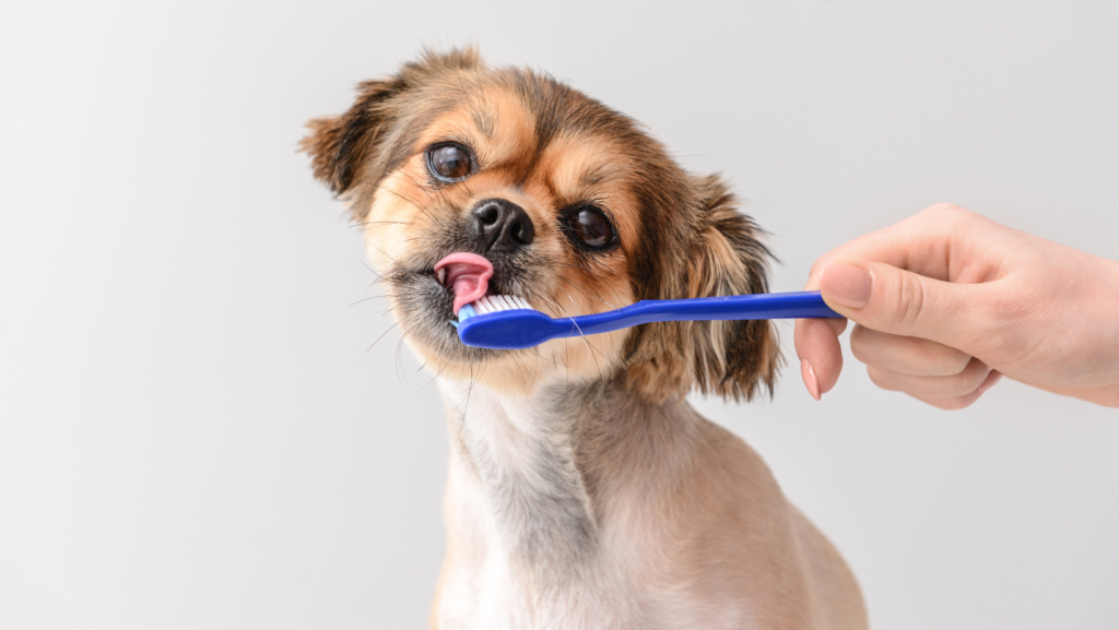 Clean Your Dog's Mouth