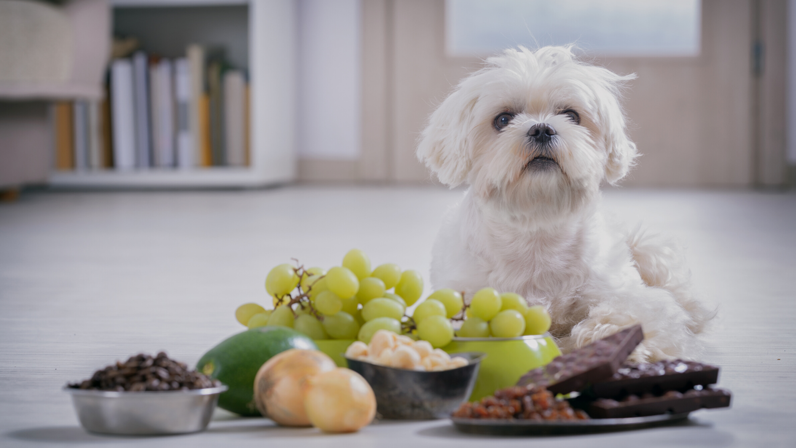Fix the diet of your dog to help him