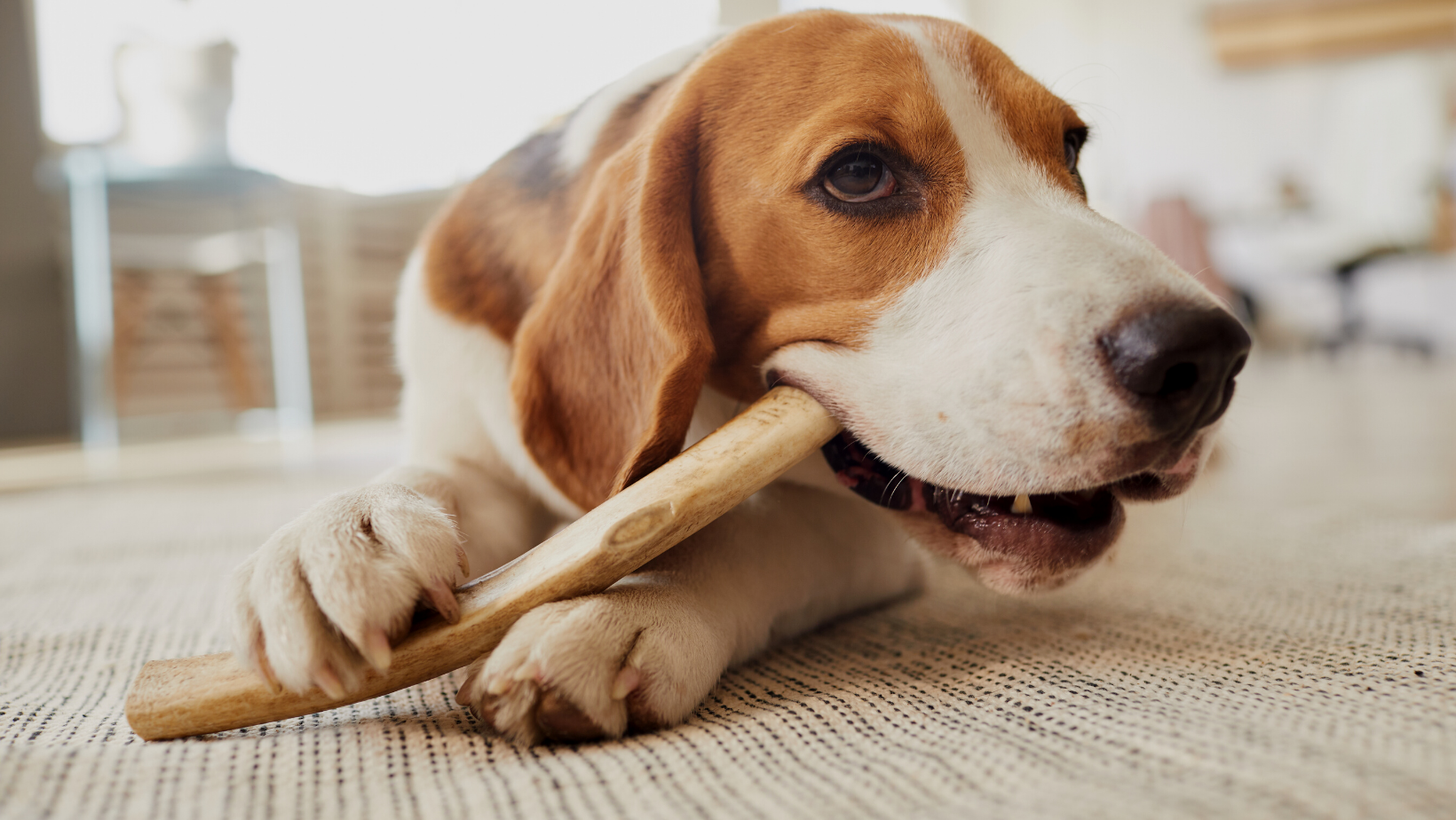 Give your dog an alternative to chew