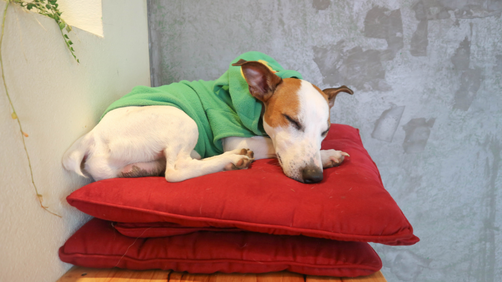 How Do You Treat Dogs With Sleep Disorders Like Sleep Paralysis?