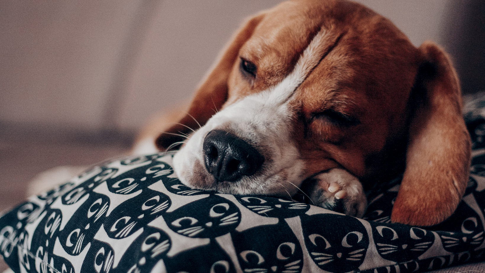 How To Stop Your Dog From The Weird Habit Of Licking The Pillow?