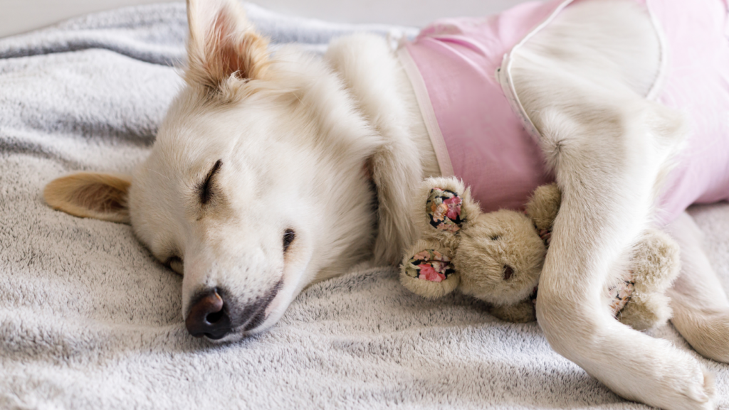 How to Assist Your Dog's Recovery After Spay Surgery?