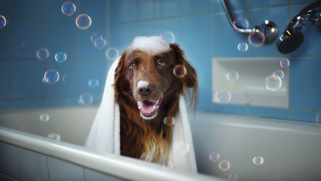 Is Soap Dangerous For Dogs?