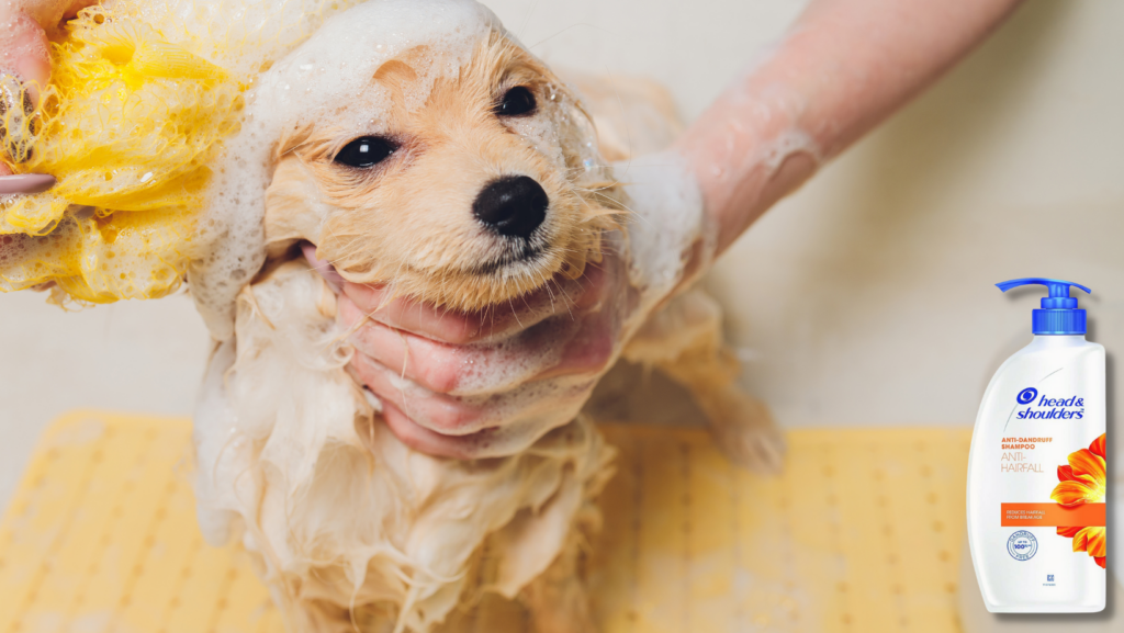 Issues in Dogs That Can be Treated by Head And Shoulders Shampoo