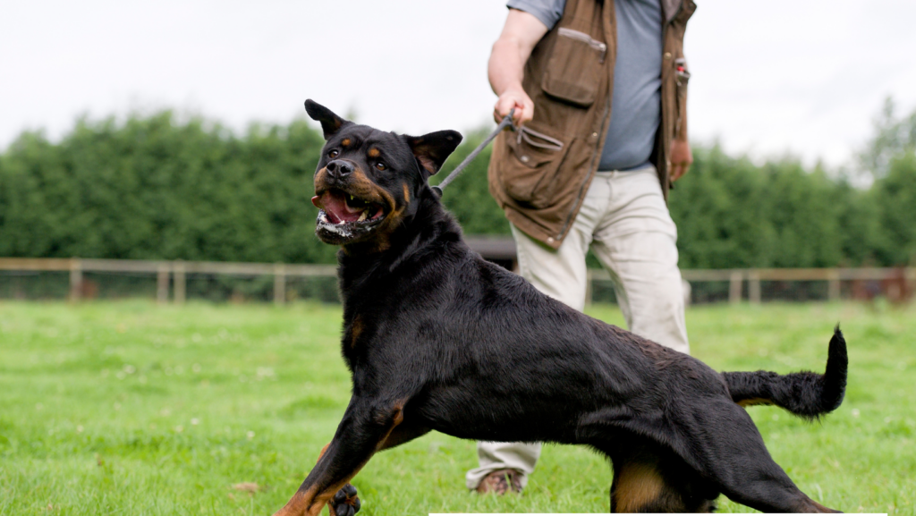 Methods to Train Your Rottweiler Not To Bite