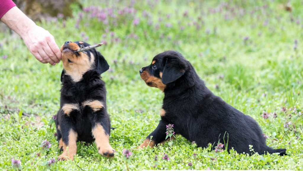 Play a game with your Rottweiler puppy