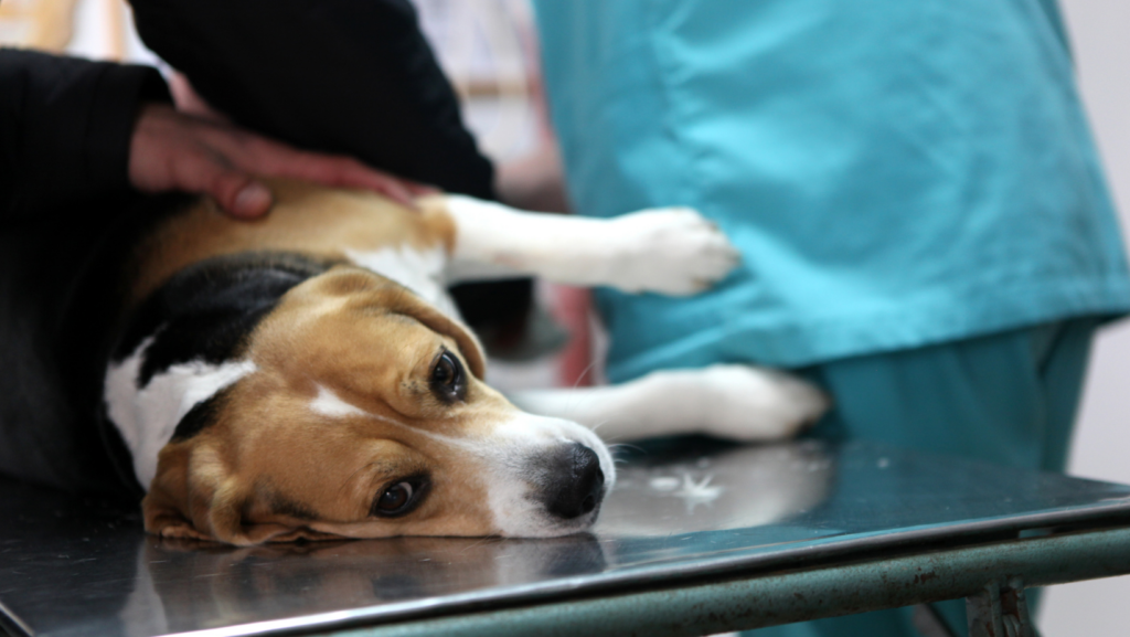 Should You Get Worried if You Notice Your Dog Bleeding After Spaying?