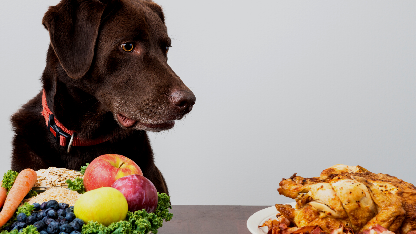 Sudden change in your dog's diet