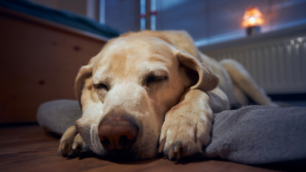 What Are the Common Signs And Symptoms of Sleep Paralysis in Dogs