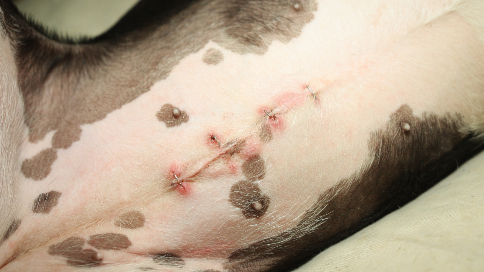 What Are the Complications After Spaying Surgery?