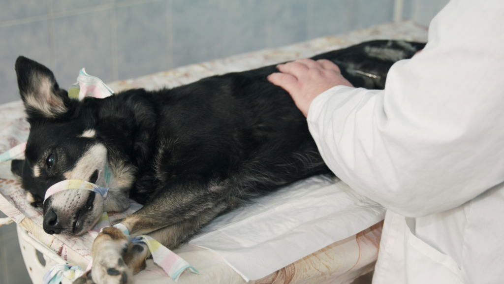 What Does it Mean to Spay a Dog?