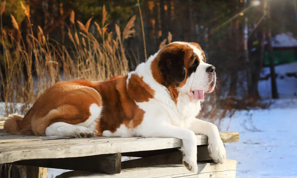 What are the Types of St. Bernard Pit Bull Mix Dogs