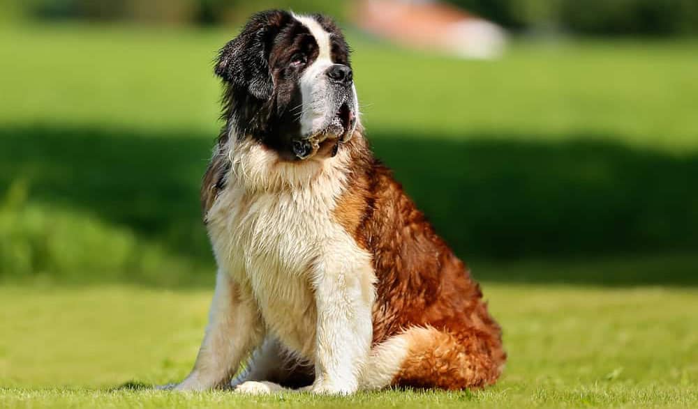 What is the Appearance of the St. Bernard Pitbull Mix