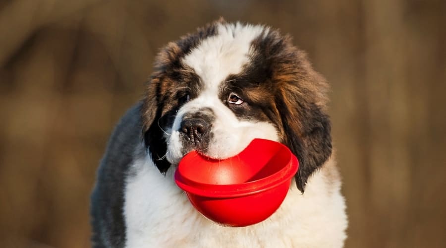 What is the Diet of a St. Bernard Pit Mix Dog