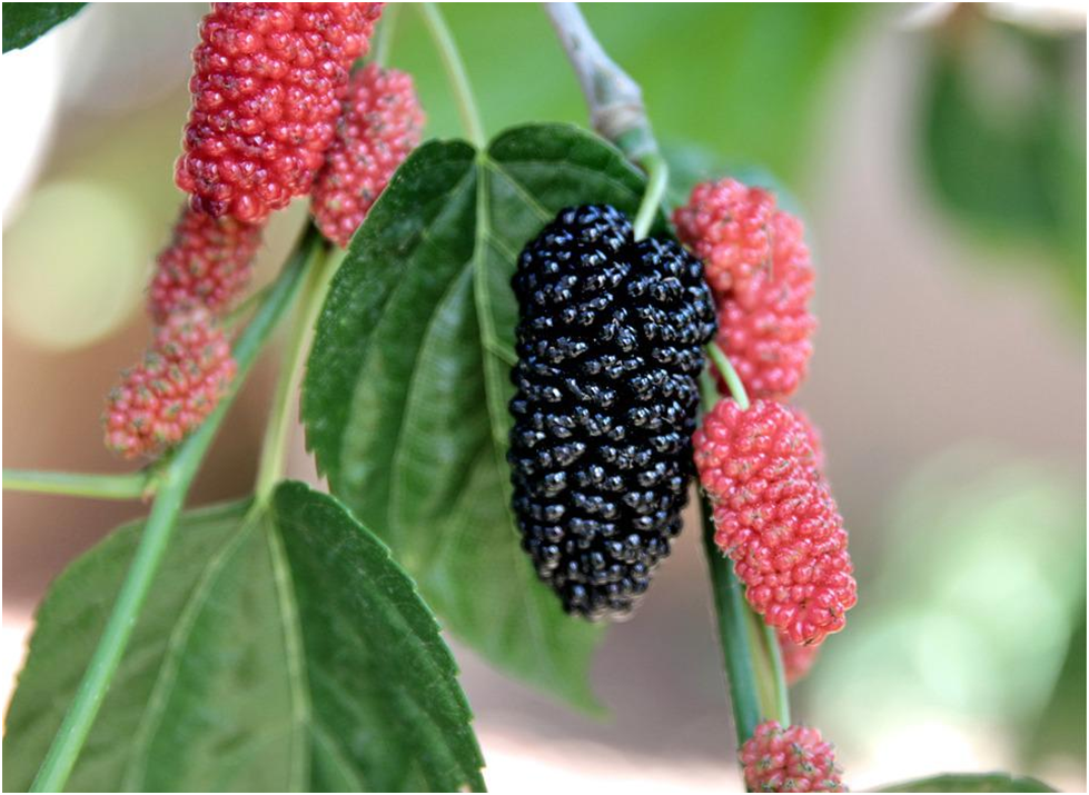 What is the Nutritional Content of Mulberries