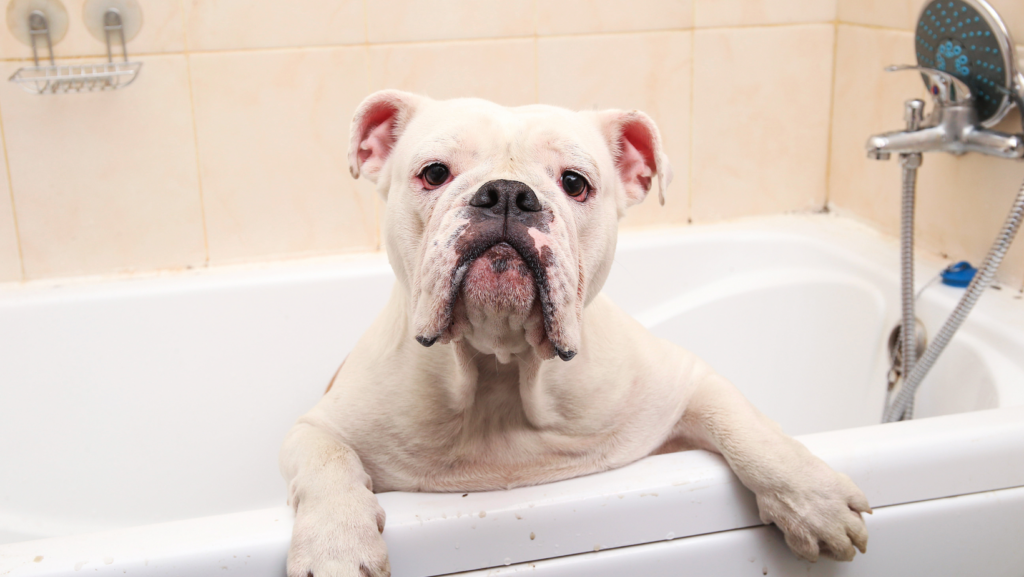 Why Do Dogs Prefer Eating Soap?