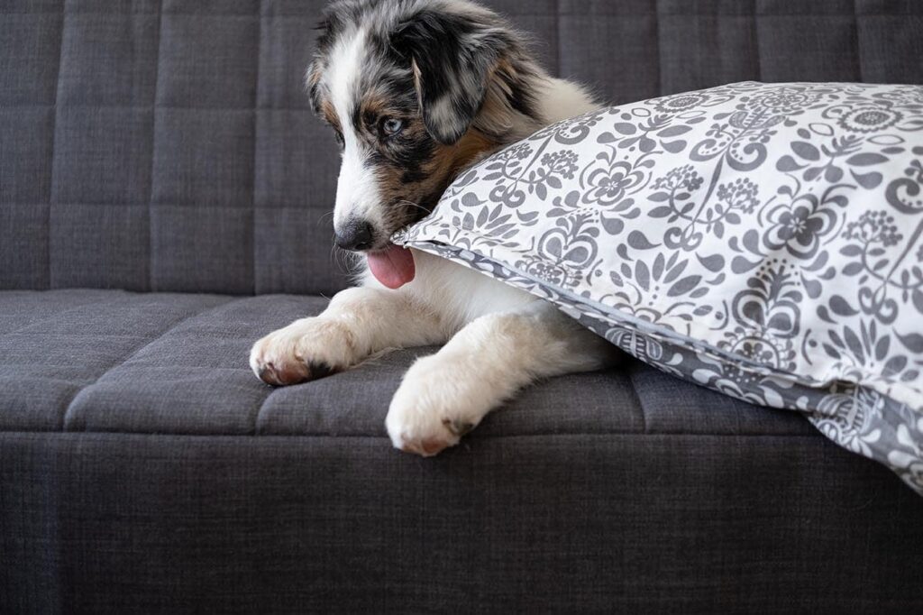 Your Dog Likes The Taste Of Your Pillow