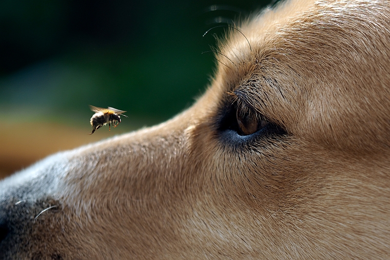 Your Dog May Have the Fly-snapping Syndrome