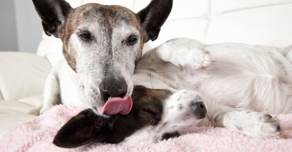 Are Ear Infections In Dogs Contagious?