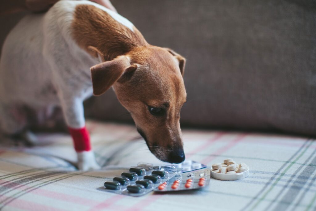 What Should You Do If Your Dog Eats Tum Pills