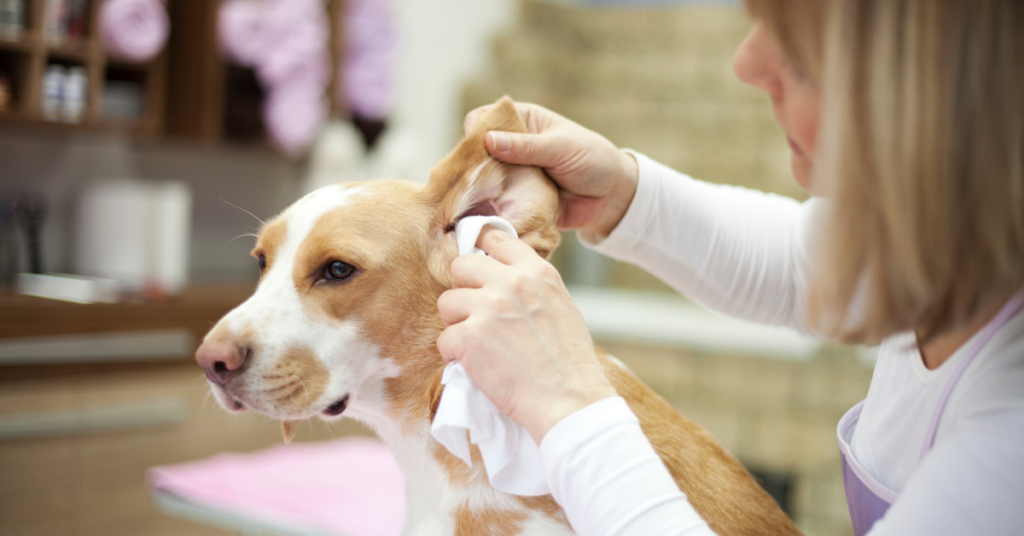 Can We Treat Ear Infections In Dogs at Home?