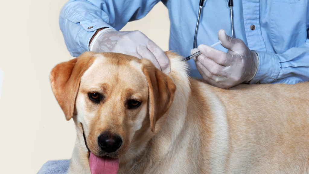 Do Dogs Get Hurt After Shots?