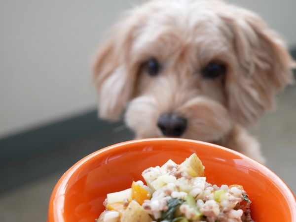 Feed Your Dog a Bland Diet for Some Days as a Treatment
