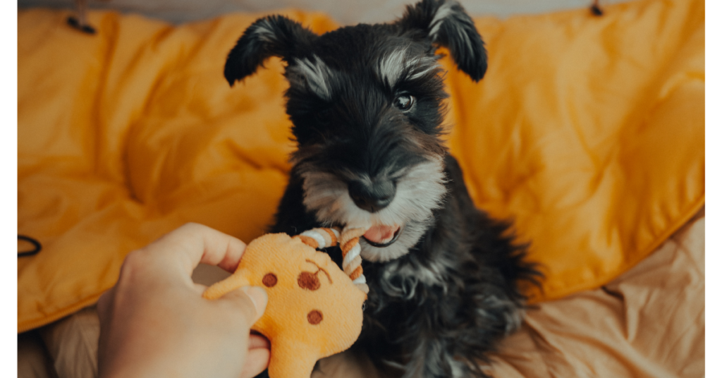 How to Care for Miniature Schnauzer