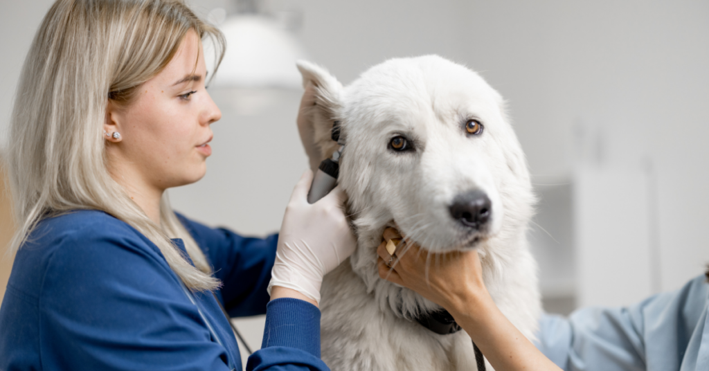 Key points for ear cleaning in dog