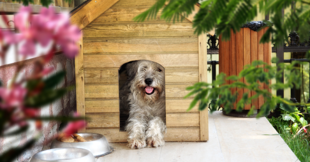 Psychology-Related To The Den For Dogs