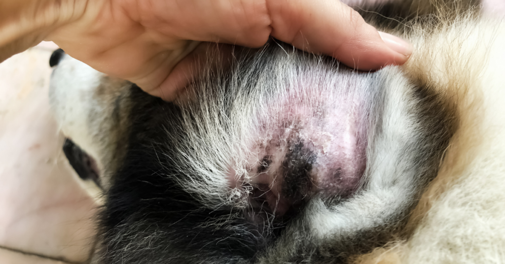 What Are The Signs and Symptoms of Ear Infections in Your Dog?
