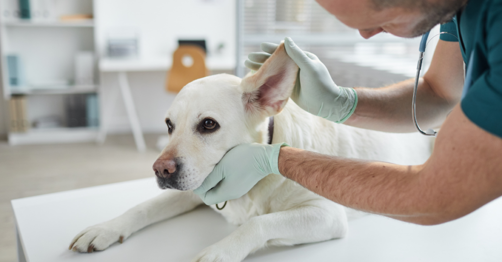 What Are The Three Types of Ear Infections in Dogs? Explain