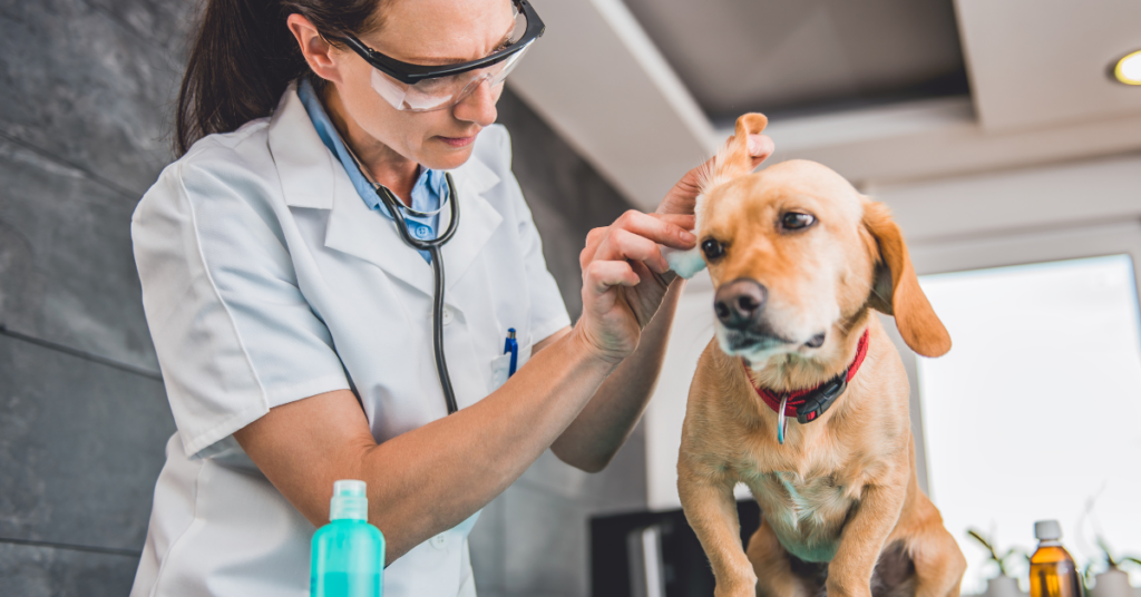 What Measures Should Be Taken If The Dog Has a Chronic Ear Infection?