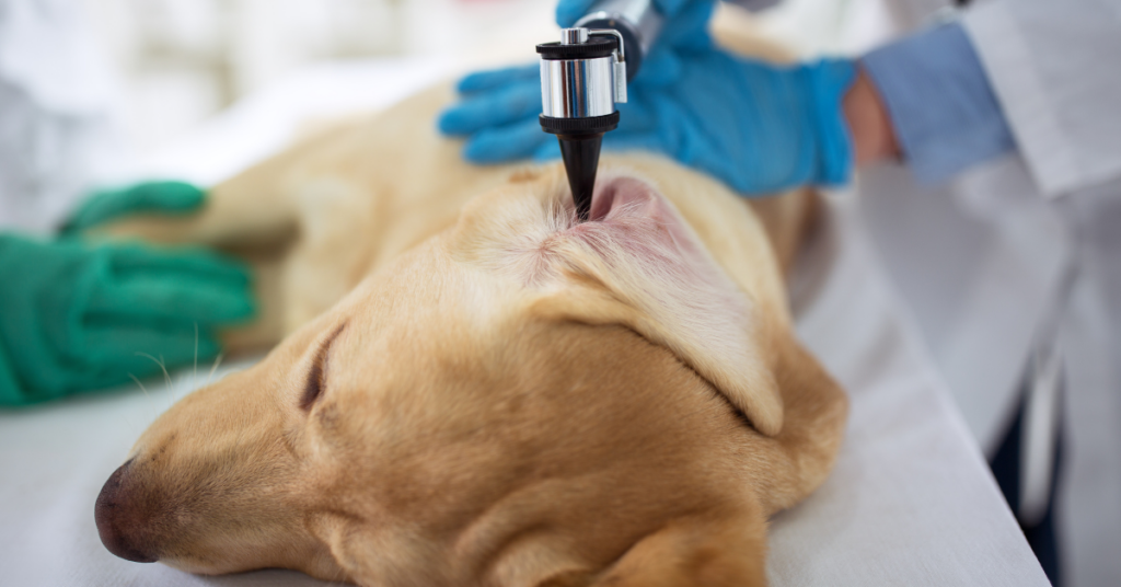 What is the Proper Diagnosis Needed For a Dog's Ear Infections?