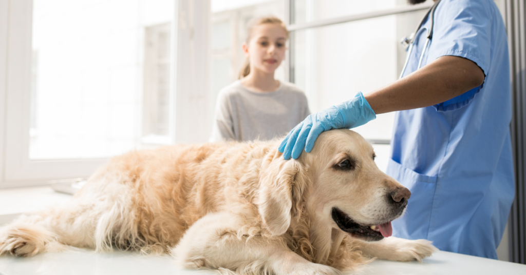 When should we see a veterinarian after noticing mucus in a dog's poop?