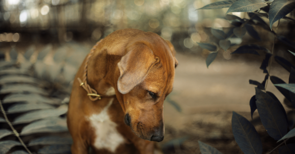 When to Put a Diabetic Dog Down: Euthanizing your pooch
