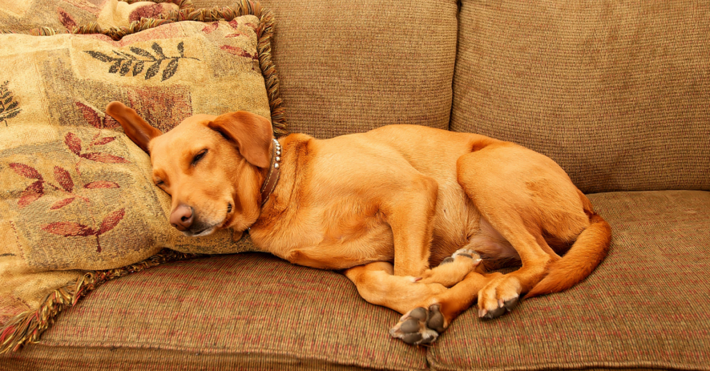 Your dog may like the texture of the couch